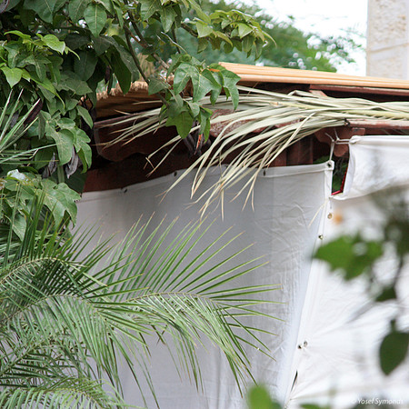 Jungle Sukkah 2