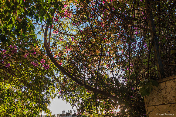 Afternoon Light on Jerusalem Trees 181028-4