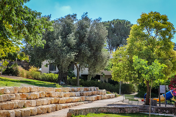 Kibbutz Lamed Hey Trees 3