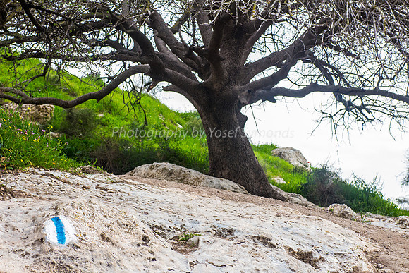 Tree Stabilizes Side of Hill