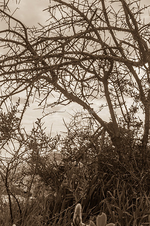 Tree on Trail