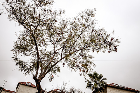 Trees in Wind 1
