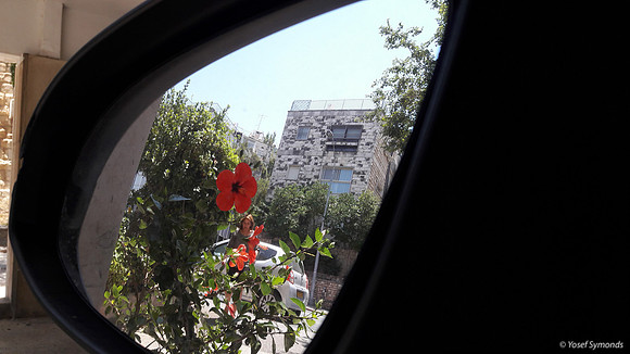 Red Hibiscus -  Gaza Street Jerusalem 6