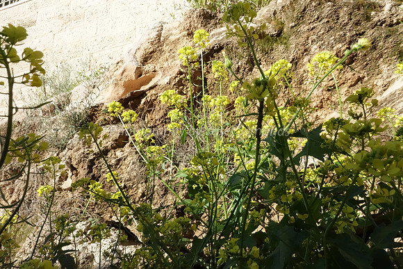Embankment - Ahavas Shalom RBSA