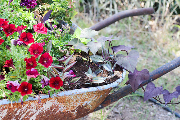 Wheelbarrow Flowers 1