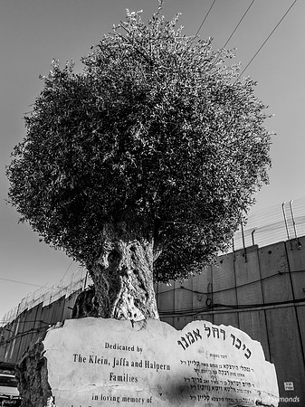 The Olive Tree 221107-8