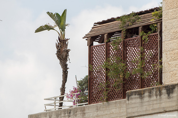Elevated and Shorn Palm 190908-1