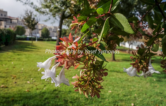 Trumpet  Flower and Buildings 151201-2