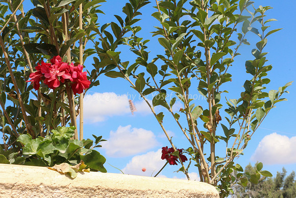 Red Flower and Eruv