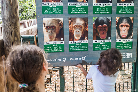 Youngsters Trying to Figure Out Convoluted Chimpanzee Relationsh