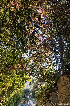Afternoon Light on Jerusalem Trees 181028-2