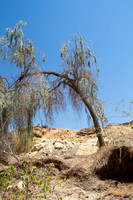 Tree on Sloopes of Grofit 3