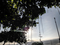 Sausage Tree on Yarden Street Early Morning 190904-6