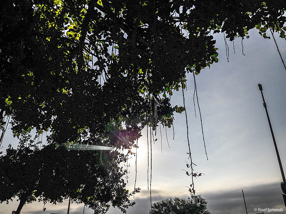 Sausage Tree on Yarden Street Early Morning 190904-6