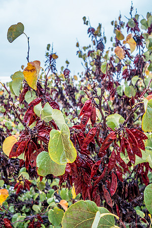 Colors of Fall - Nachal Maor 181106-1