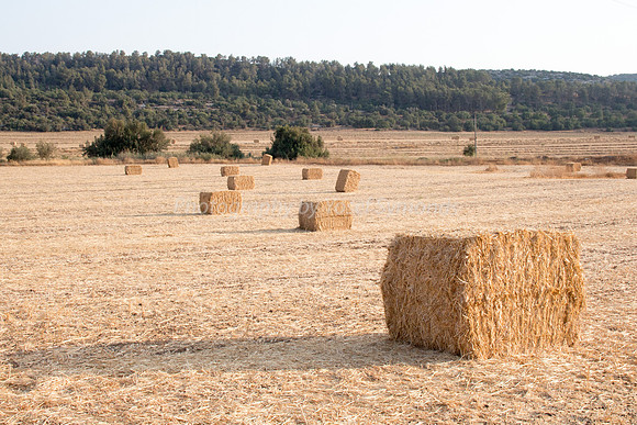 Haystacks Spread in Field 170721-27