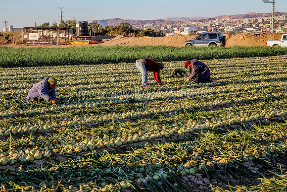 151206-OnionFarming_Eilat-9999_14A-2