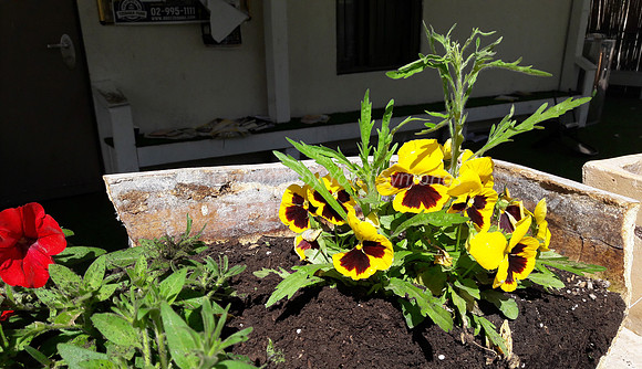 Yellow-Brown Pansies