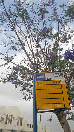 Bus Stop and Jacaranda - Nachala Umenucha 1