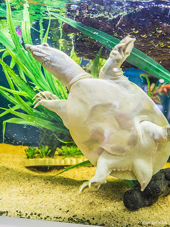 Softshell Turtle 220811-7