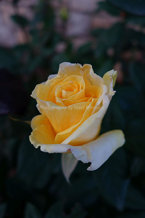 DSC00212A