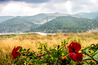Hibiscus and Mishkafayim 230700-1