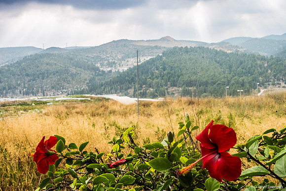 Hibiscus and Mishkafayim 230700-1
