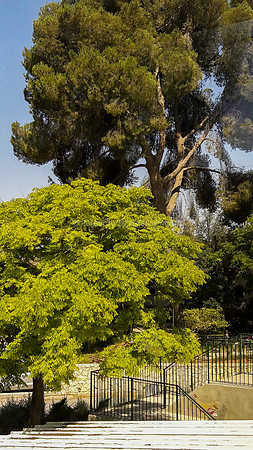 Established Trees 1