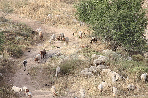 #4 2010 Sheep with Birds