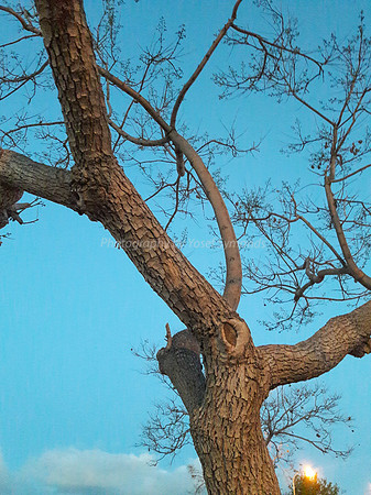 Jacaranda in Bright Early Morning Sky 1