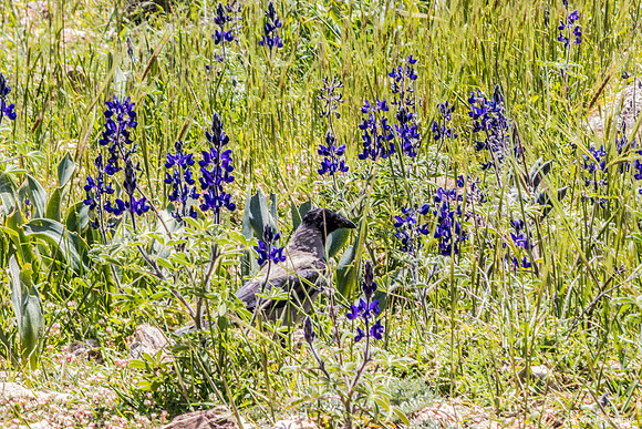 Crow Hiding Amongst the Lupins 220328-7