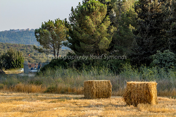 Haystacks in Field 170721-4