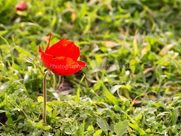Poppy Anemone 180208-4