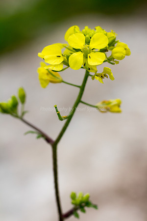 White Mustard 180208-2