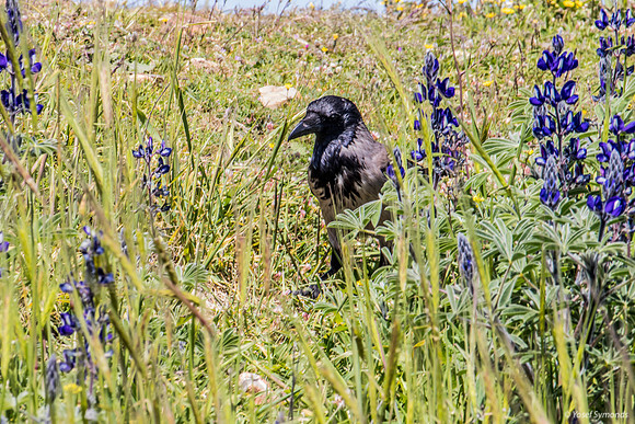 Crow Prowling Amongst the Lupins 220328-1