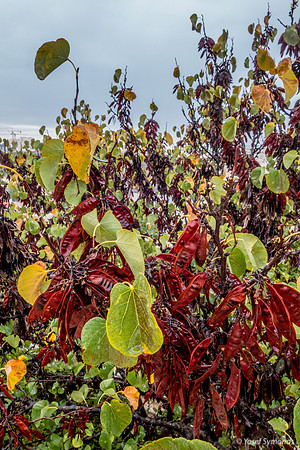 Colors of Fall - Nachal Maor 181106-2