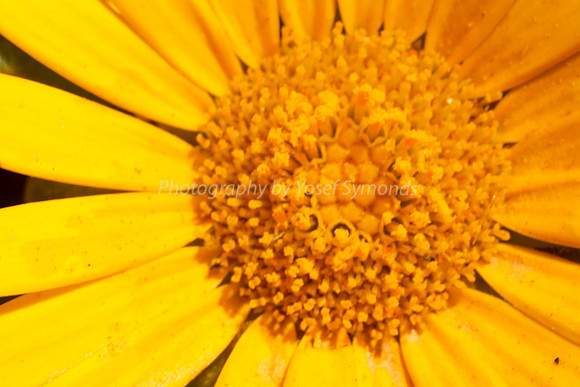 170414-CactusGarden-9999_55-2