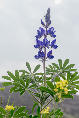 Lupin 180208-7