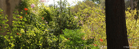 Flowers at Lamed Hey