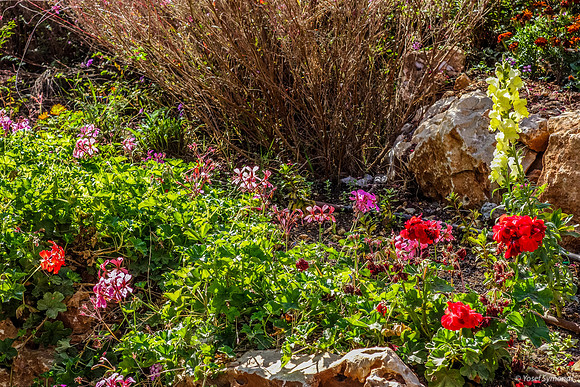 Public Garden Givat Asaf 131204-2