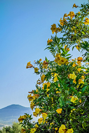 Yellow Trumpet Flowers 3