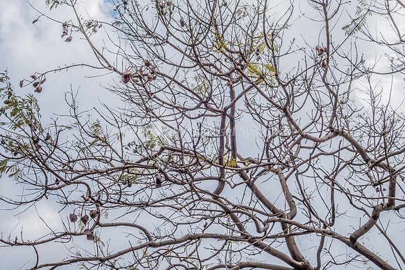 Jacaranda in Early Spring 160317-1
