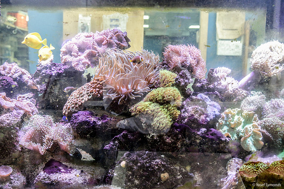 Display Aquarium 1