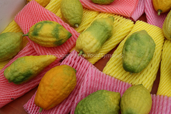 Etrogim 1 - Yellow Citron