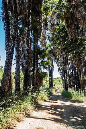 Washington Palm Grove 240516-1