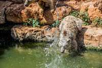 Biblical Bears 180905-