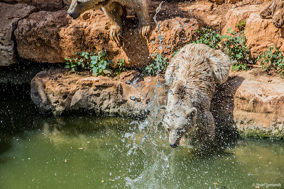 Biblical Bears 180905-