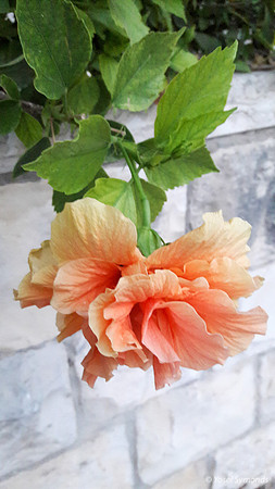 Salmon Color Rose in Carpark 1