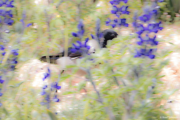 Crow Prowling Amongst the Lupins 220328-7
