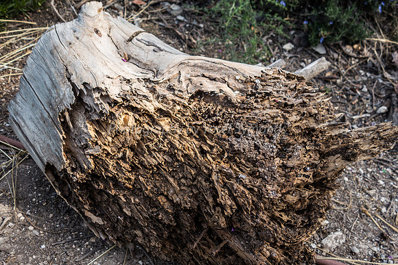 Rotten Tree Stump